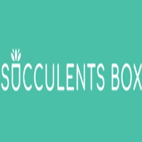 Succulents Box