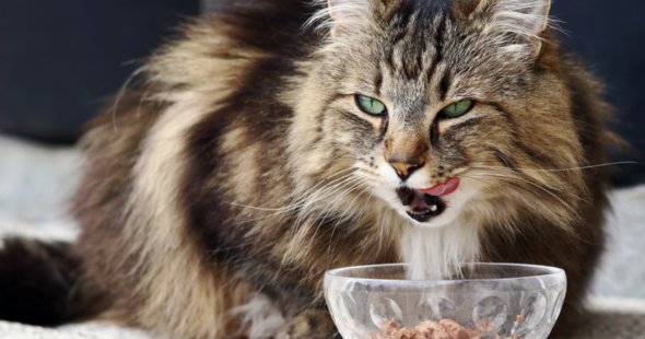 best-cat-dry-food